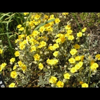 Helianthenum Caput-Felis (fam. Cistacees)(rg mediterraneenne) (02)